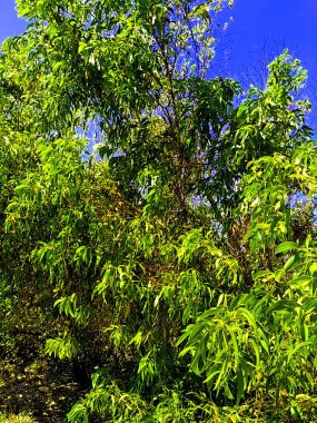 Acacia aneura (ayrıca mulga olarak da bilinir, gerçek mulga, akasia) doğal bir arka plana sahiptir.