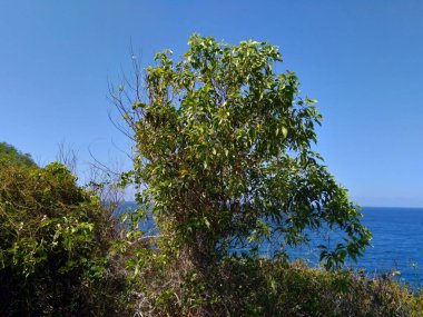 Acacia aneura (ayrıca mulga olarak da bilinir, gerçek mulga, akasia) doğal bir arka plana sahiptir.
