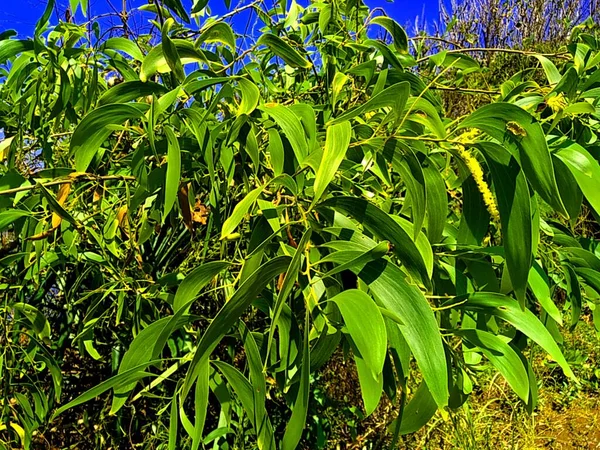 Acacia Aneura También Llamada Mulga Verdadera Mulga Akasia Con Fondo —  Fotos de Stock