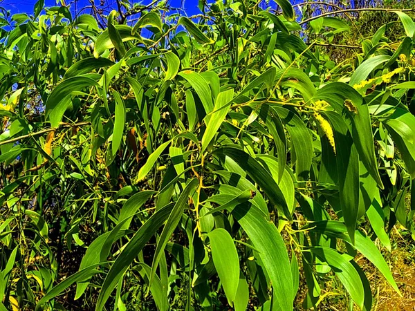Acacia aneura (ayrıca mulga olarak da bilinir, gerçek mulga, akasia) doğal bir arka plana sahiptir.