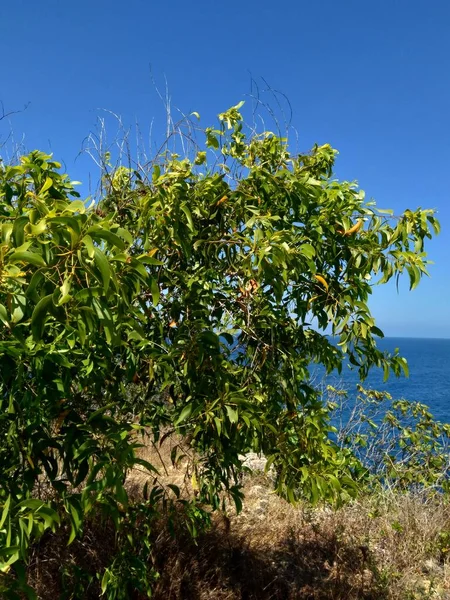 Acacia Aneura Называемая Mulga True Mulga Akasia Естественным Фоном — стоковое фото
