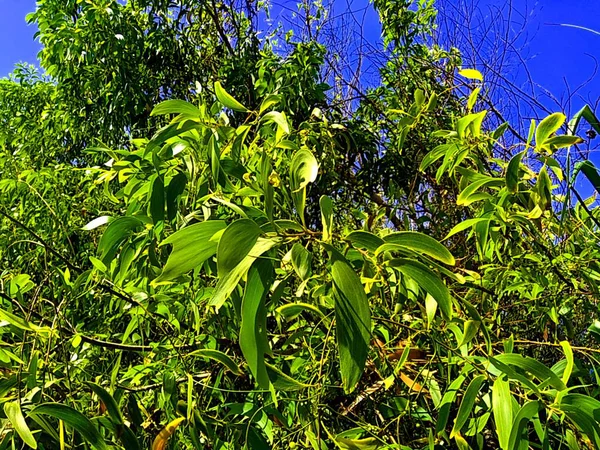 Acacia aneura (ayrıca mulga olarak da bilinir, gerçek mulga, akasia) doğal bir arka plana sahiptir.