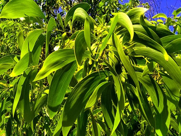 Acacia aneura (ayrıca mulga olarak da bilinir, gerçek mulga, akasia) doğal bir arka plana sahiptir.