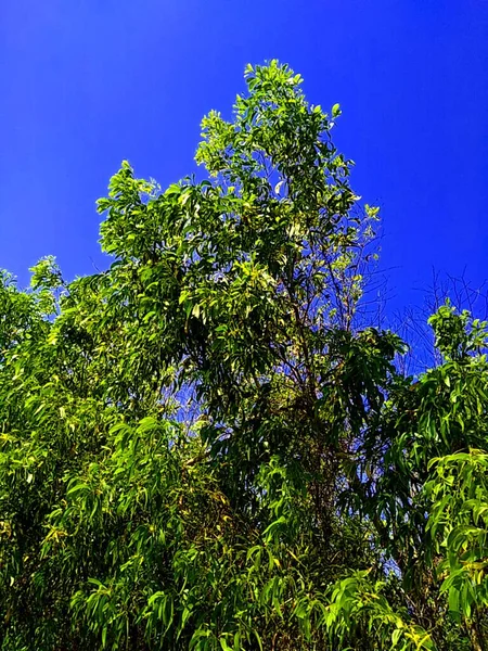 Acacia aneura (ayrıca mulga olarak da bilinir, gerçek mulga, akasia) doğal bir arka plana sahiptir.