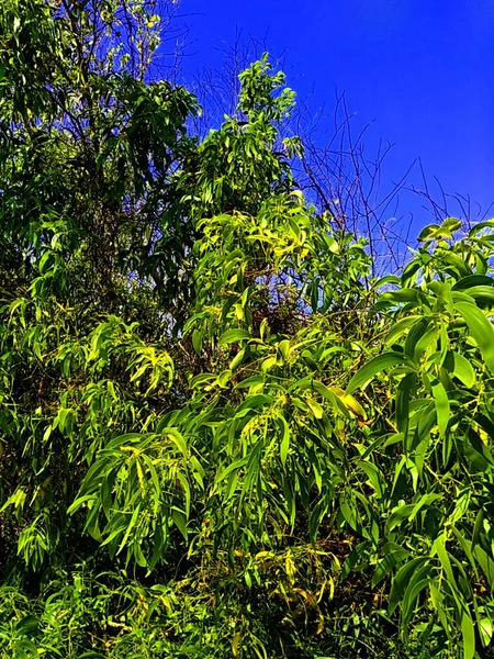 Acacia aneura (ayrıca mulga olarak da bilinir, gerçek mulga, akasia) doğal bir arka plana sahiptir.