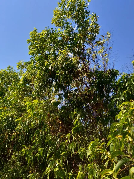 Acacia Aneura Also Called Mulga True Mulga Akasia Natural Background — Stock Photo, Image