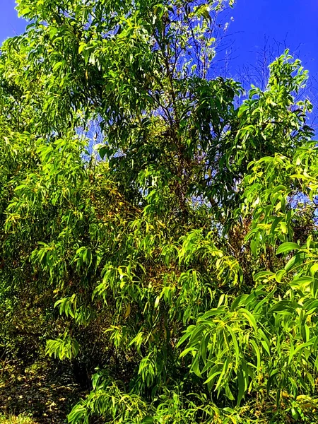 Acacia aneura (ayrıca mulga olarak da bilinir, gerçek mulga, akasia) doğal bir arka plana sahiptir.