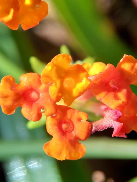 Lantana Camara Tahi Ayam Sailara Tembelekan Common Lantana Big Sage — Stock fotografie