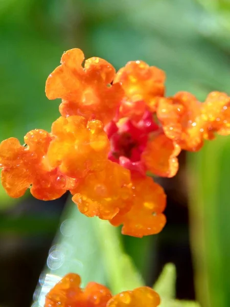 Lantana Camara Tahi Ayam Sailara Tembelekan Gewone Lantana Grote Salie — Stockfoto