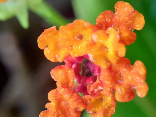 Lantana Camara Tahi Ayam Sailara Tembelekan Common Lantana Big Sage — Stock Photo, Image