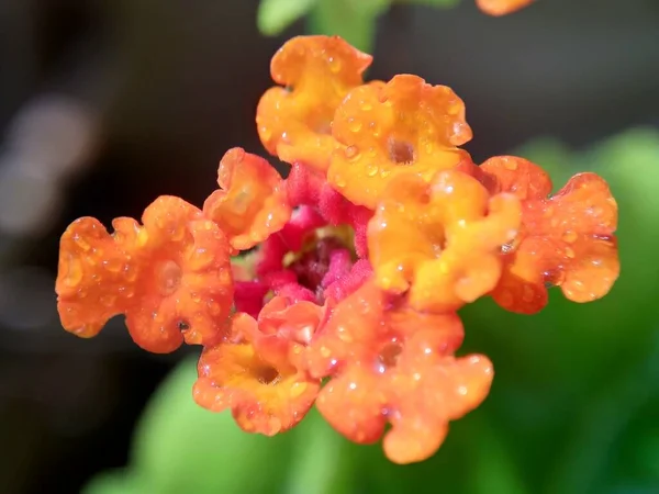 Lantana Camara Tahi Ayam Sailara Tembelekan Lantana Big Sage Wild — Stok fotoğraf