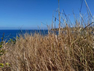 Doğal bir geçmişi olan kuru çimenler.