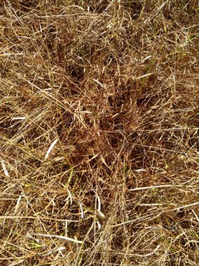 Doğal bir geçmişi olan kuru çimenler.