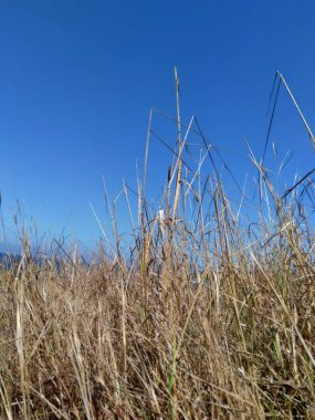 Doğal bir geçmişi olan kuru çimenler.
