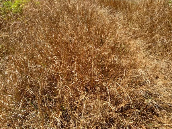 Torr Gräs Med Naturlig Bakgrund — Stockfoto