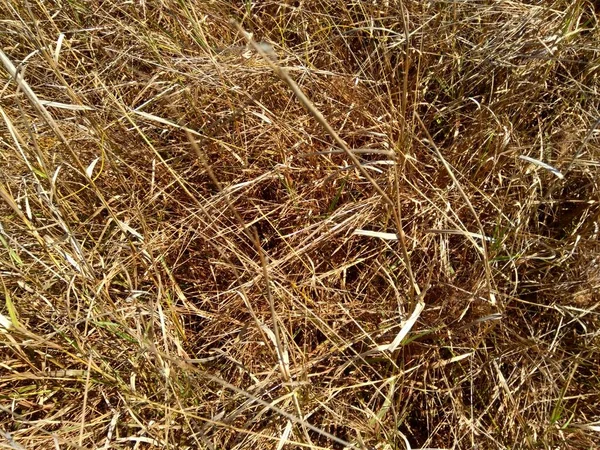 Torr Gräs Med Naturlig Bakgrund — Stockfoto