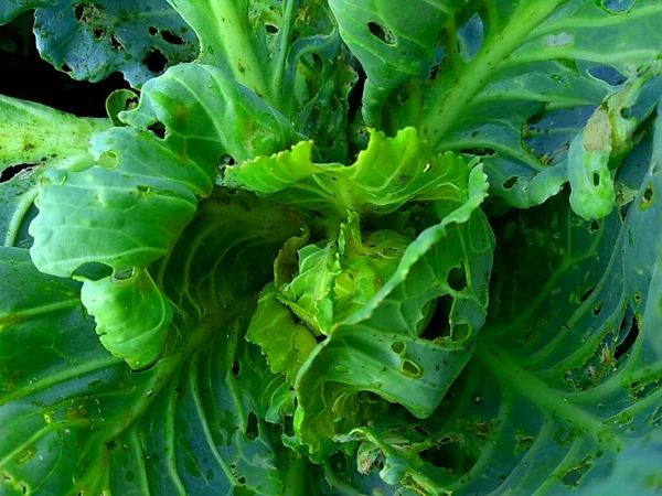 Close Young Green Cabbage Plant Brassica Oleracea Cabbage Leafy Green — Stock Photo, Image