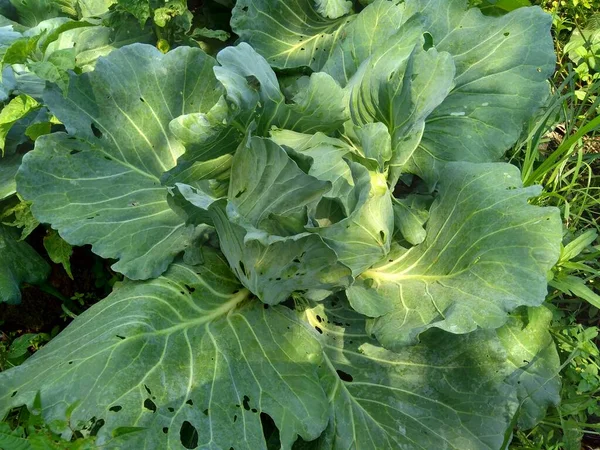 Close Young Green Cabbage Plant Brassica Oleracea Cabbage Leafy Green — Stock Photo, Image