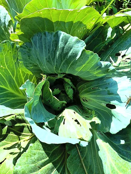 Close Young Green Cabbage Plant Brassica Oleracea Cabbage Leafy Green — Stock Photo, Image