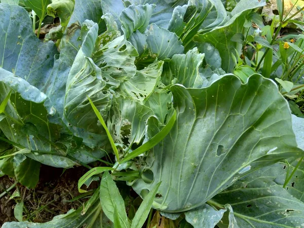 Close Young Green Cabbage Plant Brassica Oleracea Cabbage Leafy Green — Stock Photo, Image