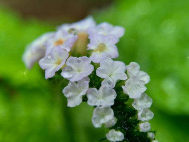 Helotropium indicum (Sangketan, buntut tikus, Hint heliotrope, Hint Turnsole, Heliophytum indicum, Heliotropium parviflorum, Tiaridium indicum) doğal bir arka plana sahiptir.