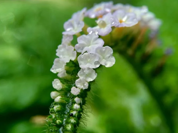 Heliotropium Indicum Sangketan Buntut Tikus Eliotropio Indiano Sogliola Indiana Heliophytum — Foto Stock