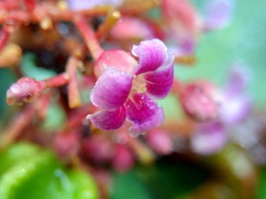 Yıldız meyve çiçeği (Averrhoa carambola, Carambola) doğal bir arka plana sahiptir. Endonezyalılar buna inançlı ya da zapt edici diyor..