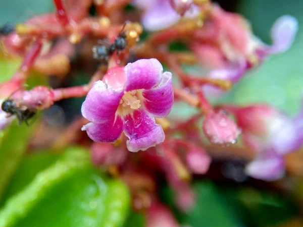 Звездный Фруктовый Цветок Averrhoa Carambola Карамбола Естественном Фоне Индонезийцы Называют — стоковое фото
