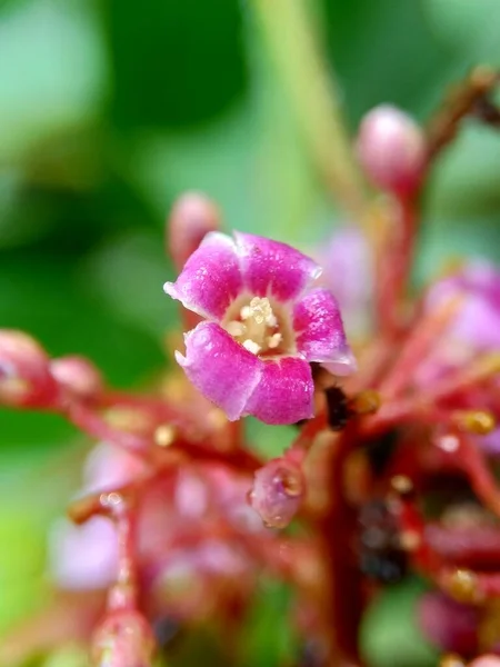 Gwiazda Kwiat Owocowy Averrhoa Carambola Carambola Naturalnym Tłem Indonezyjski Nazywają — Zdjęcie stockowe