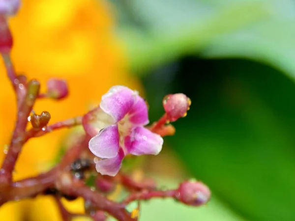 Flor Fruta Estrella Averrhoa Carambola Carambola Con Fondo Natural Indonesia — Foto de Stock