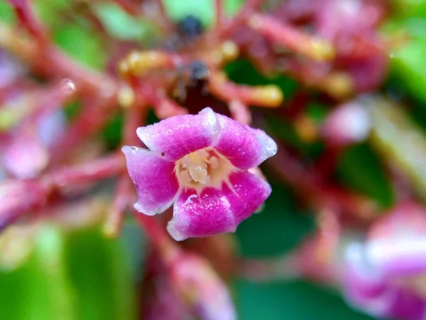 Flor Fruta Estrella Averrhoa Carambola Carambola Con Fondo Natural Indonesia — Foto de Stock