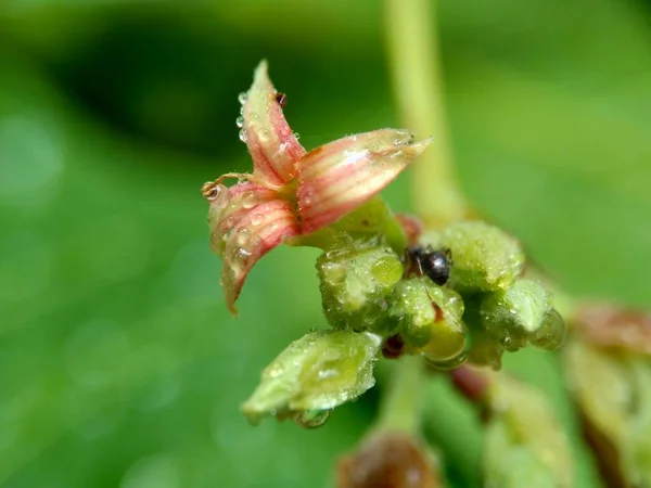 Cashew Blomma Med Naturlig Bakgrund — Stockfoto
