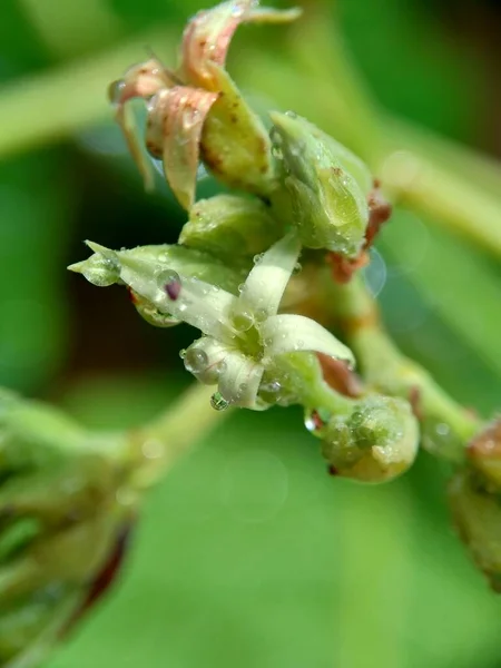 Kwiat Nerkowca Naturalnym Tłem — Zdjęcie stockowe