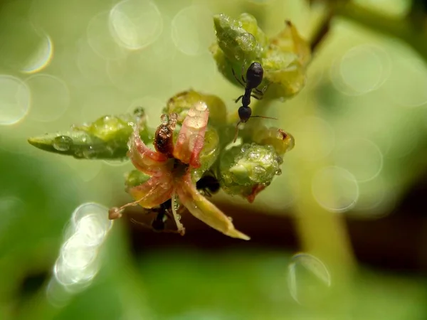 Fleur Cajou Avec Fond Naturel — Photo