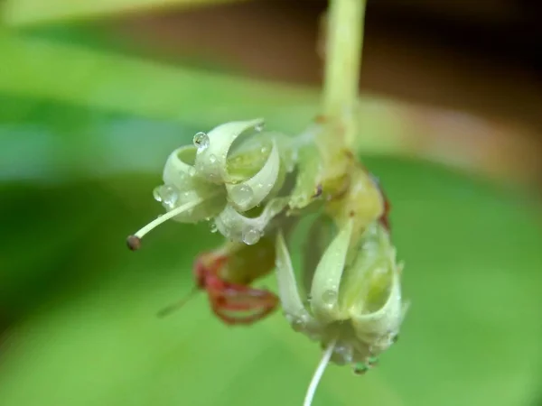 Anacardi Fiore Con Uno Sfondo Naturale — Foto Stock