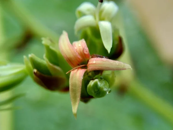 Cashew Blomma Med Naturlig Bakgrund — Stockfoto