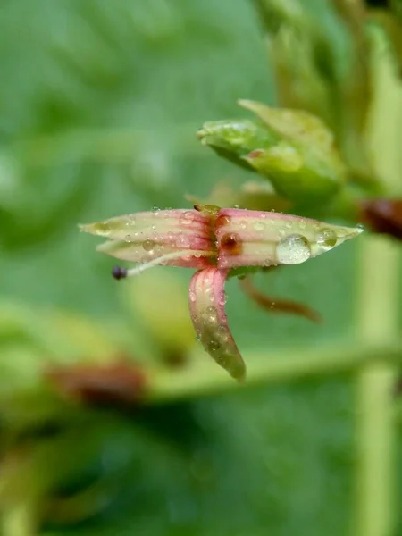 Fleur Cajou Avec Fond Naturel — Photo