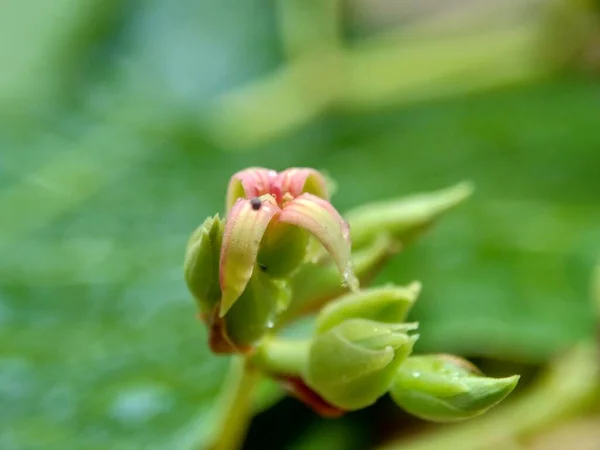 Cashew Blomma Med Naturlig Bakgrund — Stockfoto