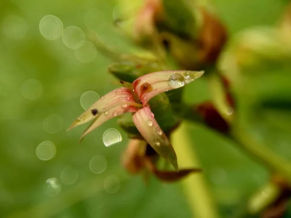 Caju Flor Com Fundo Natural — Fotografia de Stock