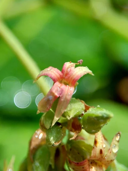 Cashew Blomma Med Naturlig Bakgrund — Stockfoto