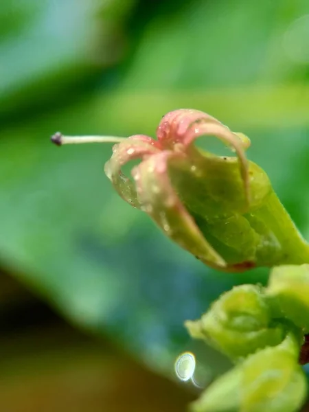 Cashew Blume Mit Natürlichem Hintergrund — Stockfoto