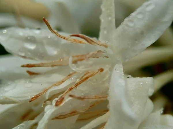 Экзотический Белый Кофе Цветок Естественным Фоном — стоковое фото