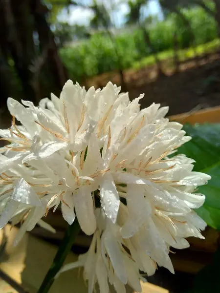 Екзотична Біла Квітка Кави Природним Фоном — стокове фото