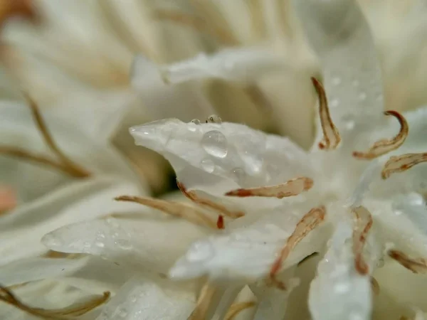 Flor Café Branco Exótico Com Fundo Natural — Fotografia de Stock