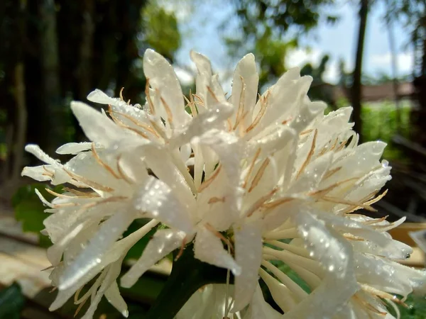 Flor Café Blanco Exótico Con Fondo Natural — Foto de Stock