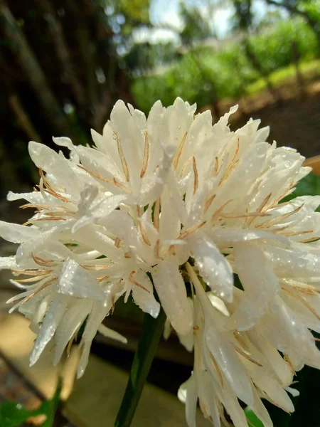 Flor Café Blanco Exótico Con Fondo Natural —  Fotos de Stock