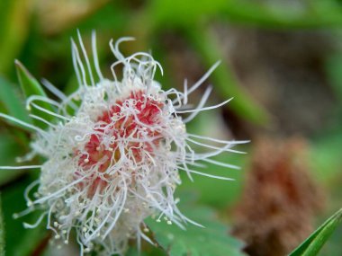 Mimosa pudica, aynı zamanda hassas bitki, uykulu bitki, aksiyon bitkisi, dokunma bana, utanç bitkisi, zombi bitkisi, utangaç mimoza, herbe duyarlı, hassas ot, utanç verici çalı, utanç verici yüz ve utanç verici kadın olarak da bilinir..