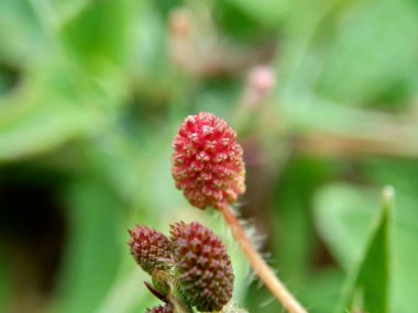 Mimosa pudica, aynı zamanda hassas bitki, uykulu bitki, aksiyon bitkisi, dokunma bana, utanç bitkisi, zombi bitkisi, utangaç mimoza, herbe duyarlı, hassas ot, utanç verici çalı, utanç verici yüz ve utanç verici kadın olarak da bilinir..
