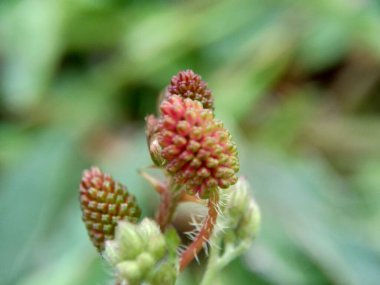 Mimosa pudica, aynı zamanda hassas bitki, uykulu bitki, aksiyon bitkisi, dokunma bana, utanç bitkisi, zombi bitkisi, utangaç mimoza, herbe duyarlı, hassas ot, utanç verici çalı, utanç verici yüz ve utanç verici kadın olarak da bilinir..