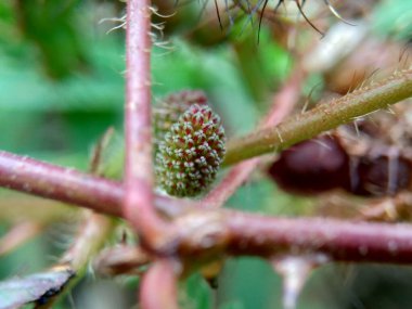 Mimosa pudica, aynı zamanda hassas bitki, uykulu bitki, aksiyon bitkisi, dokunma bana, utanç bitkisi, zombi bitkisi, utangaç mimoza, herbe duyarlı, hassas ot, utanç verici çalı, utanç verici yüz ve utanç verici kadın olarak da bilinir..
